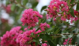 精品国产乱码久久久久久紫薇蜜桃,紫薇蜜桃，探寻神秘之境